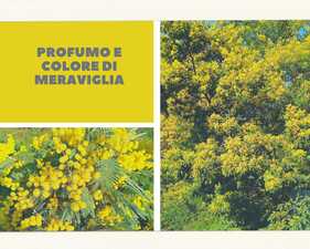 mimose