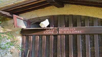 siate semplici come le colombe